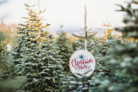 Seasonal and Local: A Tumbleweed Christmas Tree Image